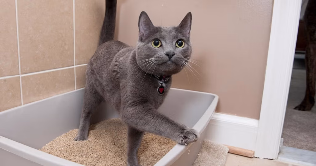 Close-up of clumping cat litter texture