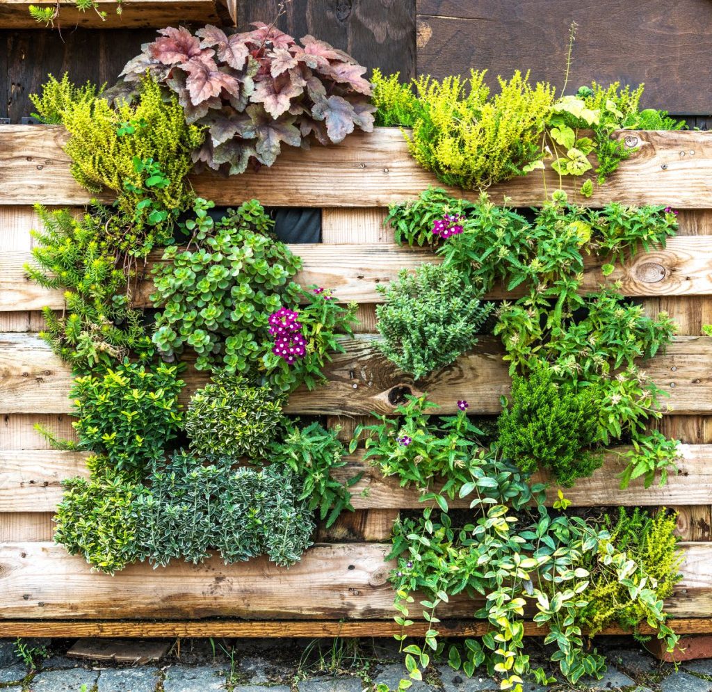 DIY pallet vertical garden attached to backyard fence in no-grass yard.