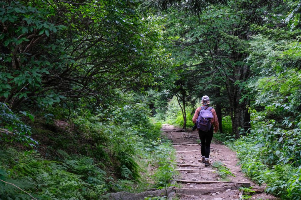 Visitors hiking a scenic forest trail in the Great Smoky Mountains